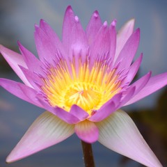 Fototapeta premium pink water lily