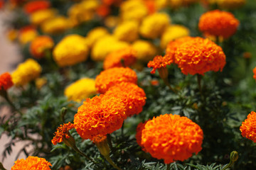 Marigold flowers are orange and yellow. natural background