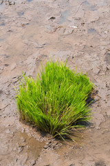 Sapling of rice prepared in the field before tillage