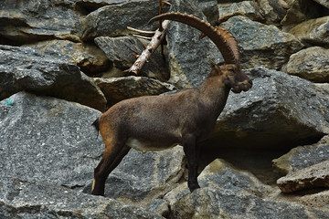 Alpensteinbock, Capra ibex, im Alpenzoo Innsbruck, Österreich