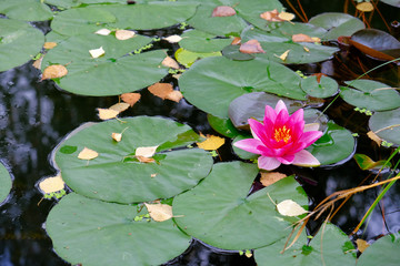 Lily in the lake with fallen leaves on autumn day.