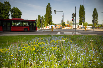 Obraz premium Meadow attracting bees in city Bratislava, Slovakia