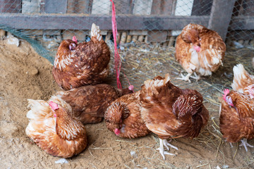 The flock of chickens clean themselves in the farm.