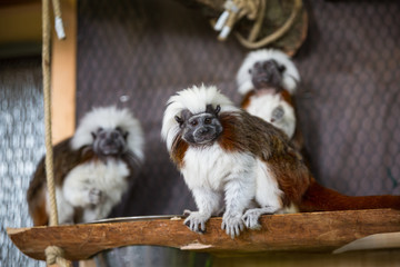 Monkey tamarin