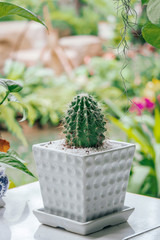 cactus flower with nature and beautiful background