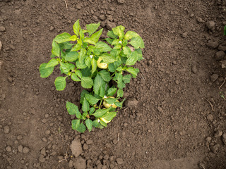 Green Pepper in Garden