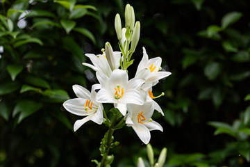 beautiful white lily on a background of a garden