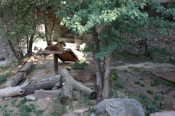 wild life of tiger in zoo