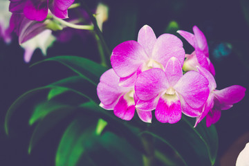 orchid flower with Beautiful natural background.