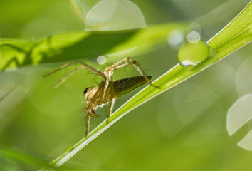 Close-up view of the spider on grass blade