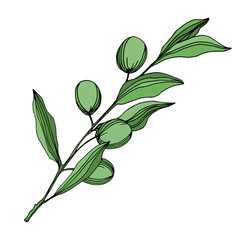Vector Olive branch with fruit. Black and white engraved ink art. Isolated olive illustration element.