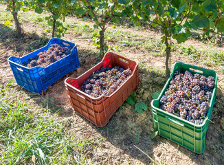 Colored plastic boxes filled with bunches of black grapes, ready to be taken to the winery during the harvest