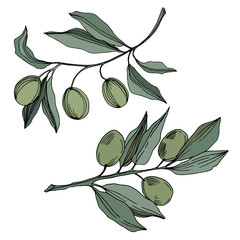 Vector Olive branch with fruit. Black and white engraved ink art. Isolated olive illustration element.
