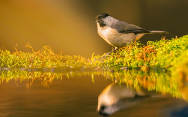 Marsh tit (Poecile palustris) with sunlight in a lake.