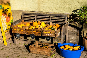 Frisch geerntete Kürbisse zu verkaufen