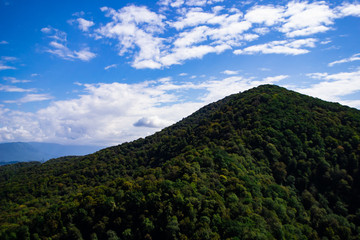 Mountains with Christmas trees against the blue sky with clouds. Beautiful panoramic view of firs and larches coniferous forest against blue sky.