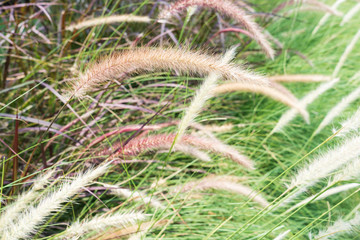 Spring roadside weeds “cogon grass” along the pavement