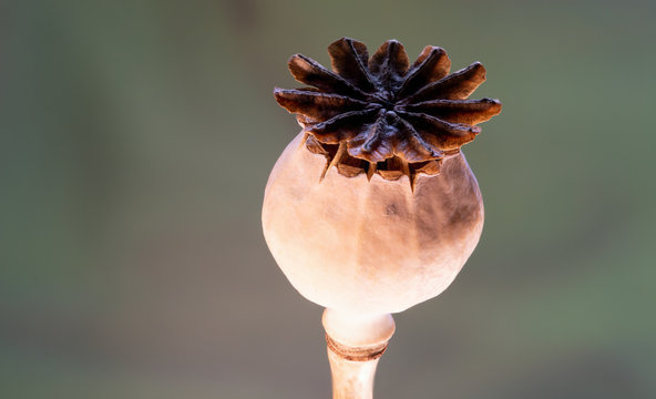 Gestacktes Makro von einer freigestellten Samenkapsel des Klatschmohn