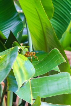 Florida  Eastern lubber grasshopper (Romalea guttata) in Tropical Plant