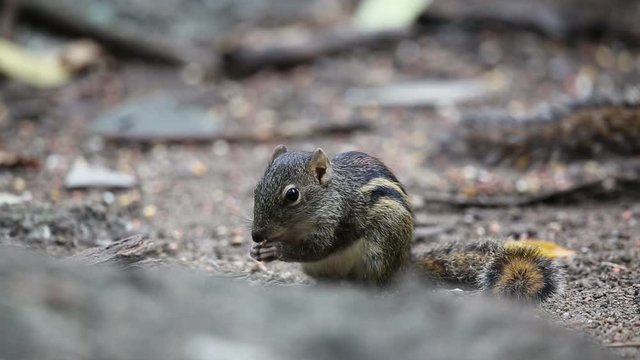 squirrel in the park
