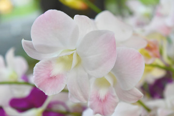Naklejka na ściany i meble white orchids flower.