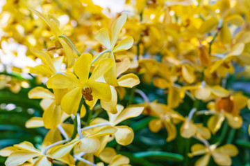 Obraz premium Beautiful yellow orchid flower and green leaves background in the garden