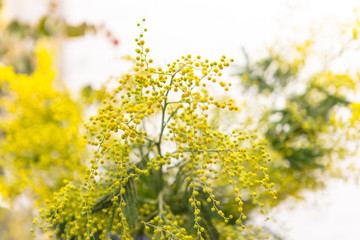 Yellow mimosa plant