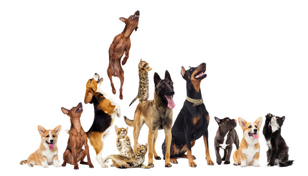 group of animals looking up on a white background