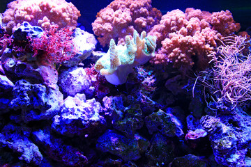 Fototapeta na wymiar Colorful corals live underwater at bottom of ocean. Aquarium bottom decoration