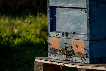 Bienen im Anflug auf Bienenkasten