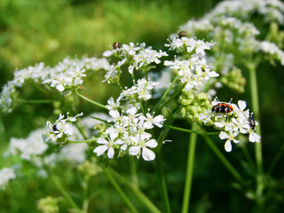 Different beetles on a flower