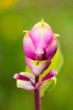 Bl&uuml;hender Paeoniensalbei in Nahaufnahme