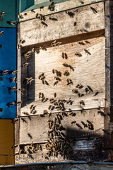 Bienen im Anflug auf Bienenkasten