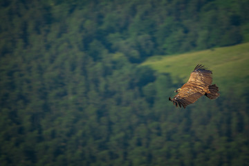 Spectacular vulture gliding over pine tree forest