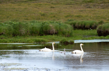 ICELAND : Djupivogur is a small town and harbor in the eastern fjords, Iceland, Europe.