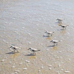 sandpipers 