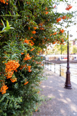 flowers in the garden