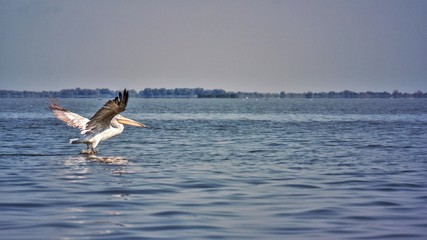 Pelican in Danube Delta
