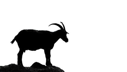 Goat with horns against white, high contrast