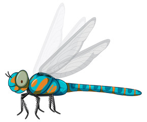 Blue dragonfly on white background