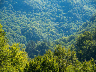 Woods Texture from Mountains in Summer