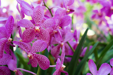 Beautiful orchid flowers background in the garden