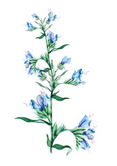 Blueweed Flower. Watercolor Illustration.