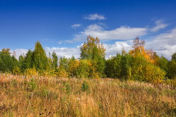Fototapeta premium Autumn landscape multi-colored foliage of forest trees in the mountains against the sky and clouds.
