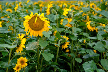 field of yellow sunflowers on a farm