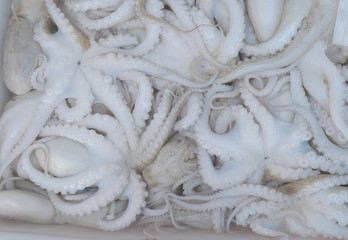 White raw squid seafood background in fresh market.