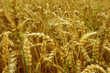 Ripe ears of wheat in the agricultural field. The Golden cereals are ready to be harvested.