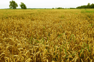 Ripe ears of wheat in the agricultural field. The Golden cereals are ready to be harvested.