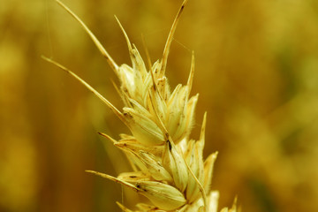 Ripe ears of wheat in the agricultural field. The Golden cereals are ready to be harvested.