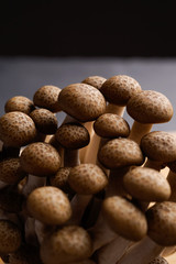 fresh brown shimeji mushroom, beech mushroom or edible mushroom on dark background